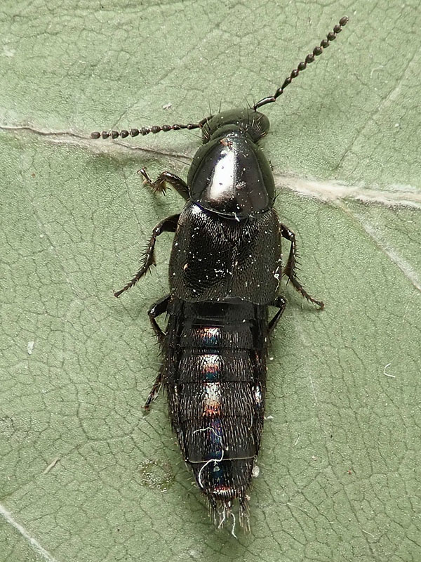 Staphylinidae: Philonthus ? S, Philonthus cfr. succicola